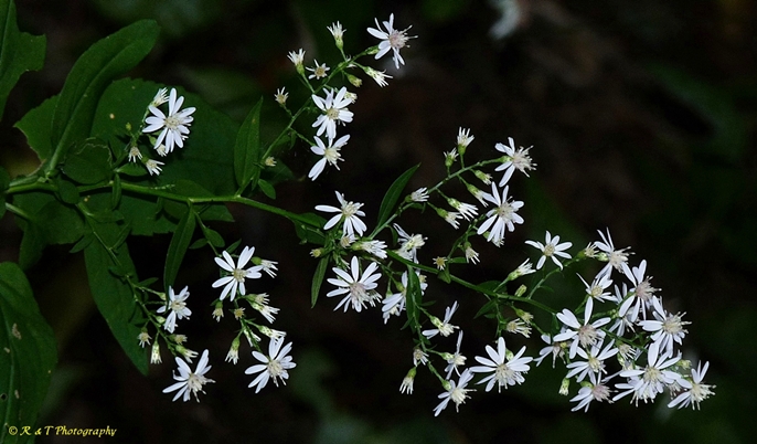 {Symphyotrichum cordifolium}
